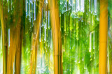 Bamboo Illusion