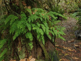 ferns growing from the trees