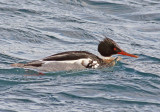 Red-Breasted Merganser