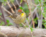 Palm Warbler