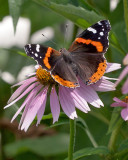 Red Admiral