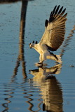 Sea Eagle Fishing