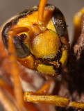 Wasp Closeup