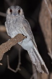 Australian Owlet-nightjar