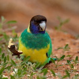 Ring Necked Parrot