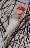 Major Mitchell Cockatoo