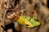 Cicada Hatching