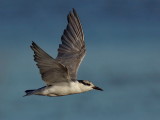 Whiskered Tern - Immature