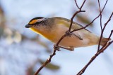 Black Headed Pardalote