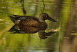 Shoveller Duck - Male