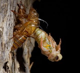 Cicada Hatching