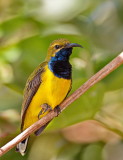 Sunbird - Male