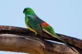 Red Rumped Parrot