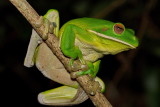 White Lipped Green Tree Frog