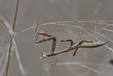 Praying Mantis