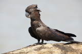 Red Tailed Black Cockatoo - Male