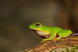 Green Stream Frog 