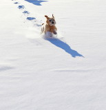 A Romp in the Snow