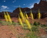 Capitol Reef Bee Flowers