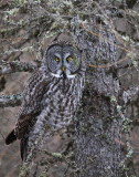 Great Grey Owl Camouflage