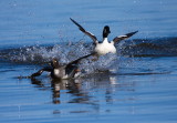 Duck Mating Season