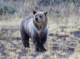 Grizzly #1