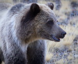 Grizzly Portrait