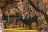 Moss Trees Louisiana