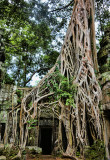 Ta Prohm Temple - Cambodia