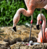 Flamingo- Mother and baby 