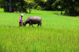 Cambodia Boy and Buffalo 