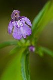 Galopsis  feuilles troites