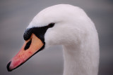 Cygne rose