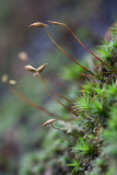 Micro pousse