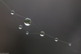 Constellation de la goutte