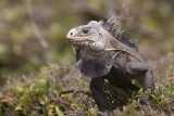 Iguane