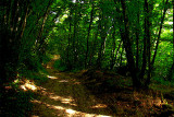 Chemin des bois