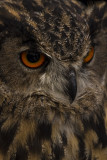 Grand-duc attentif