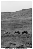 Horses of Iceland