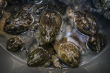 Frogs_0945