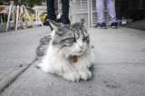 Cat, Bayard Street _4073