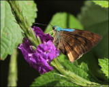 5012 Astrapes latimargo confirm id.jpg
