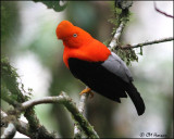 5255 Andean Cock-of-the-Rock male.jpg