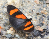 5540 Red-banded Altinote.jpg