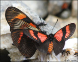 5550 Orange-bodied Altinote.jpg