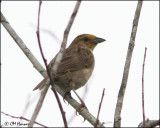 5876 Yellow-browed Sparrow.jpg