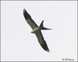 6018 Swallow-tailed Kite.jpg