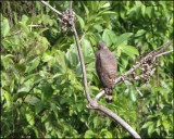 6141 Roadside Hawk.jpg