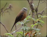 6349 Brown-backed Chat-tyrant.jpg