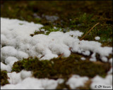 0109 White Slime Mold.JPG